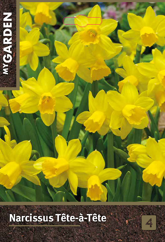 Нарцисс ботанический Тет-А-Тет